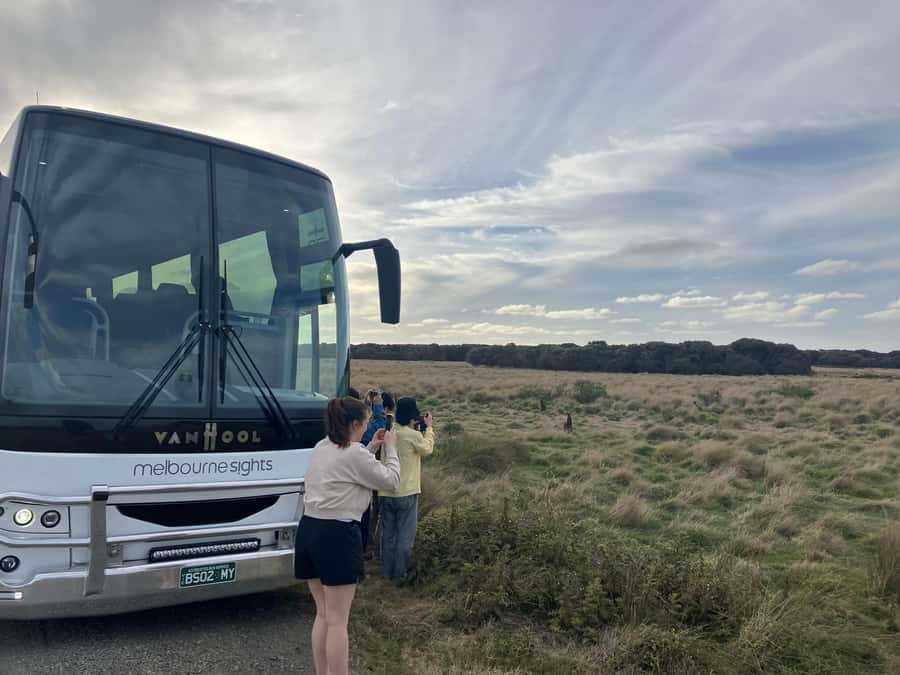 From Melbourne: Phillip Is Penguin Parade & Koala Reserve - Who will get the most from this Phillip Island tour