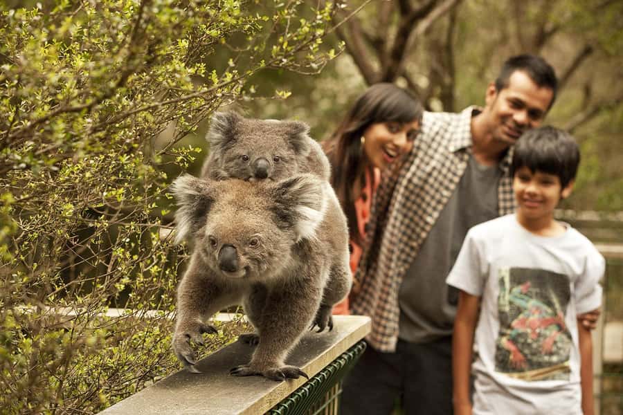 From Melbourne: Phillip Is Penguin Parade & Koala Reserve - The Koala Conservation Reserve gives you a strong start