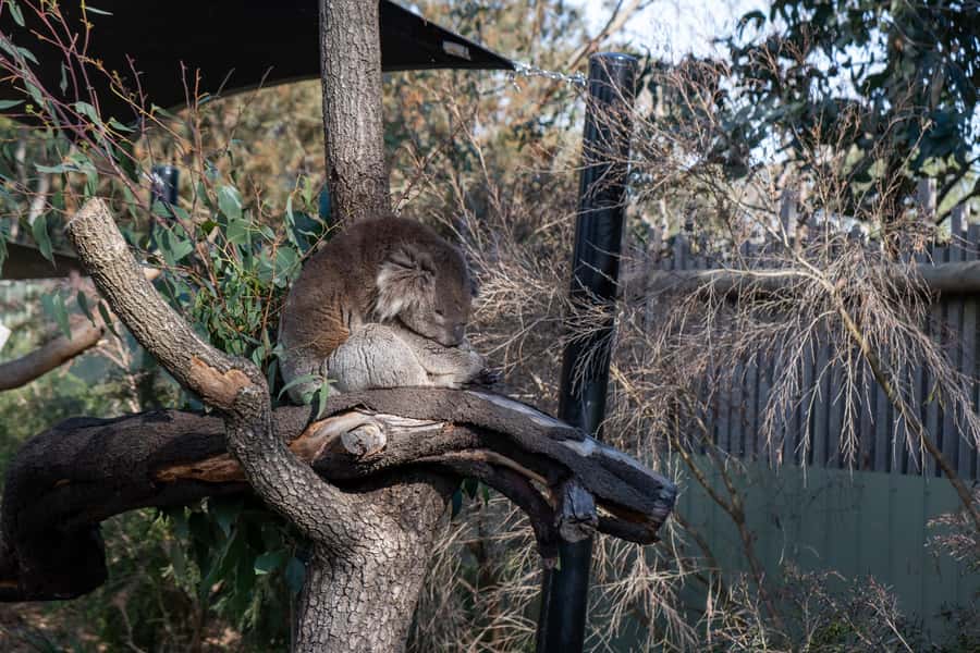 From Melbourne: Phillip Island and Penguin Parade Day Tour - Why the little penguins make this an all-day outing