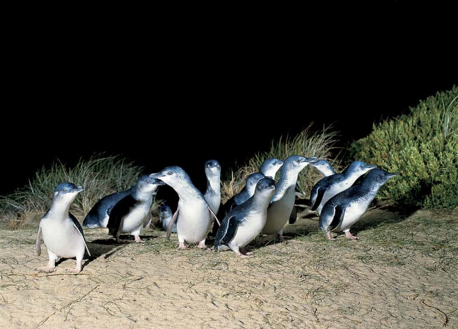 From Melbourne: Phillip Island and Penguin Parade Day Tour - Moonlit Sanctuary: Australian animals up close