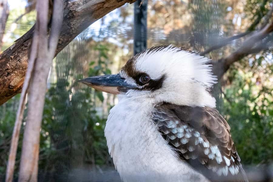 From Melbourne: Phillip Island and Penguin Parade Day Tour - Guides, coaches, and the human side of the day
