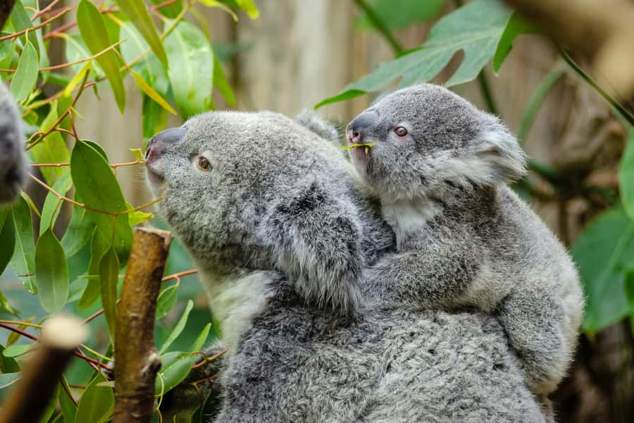 From Melbourne: Phillip Island and Penguin Parade Day Tour - Getting out of Melbourne and onto Phillip Island