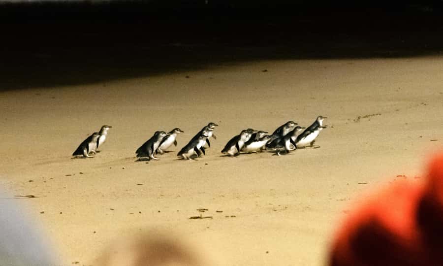 From Melbourne: Phillip Island Penguin Parade Eco Tour - Why the penguins make this Melbourne day trip special