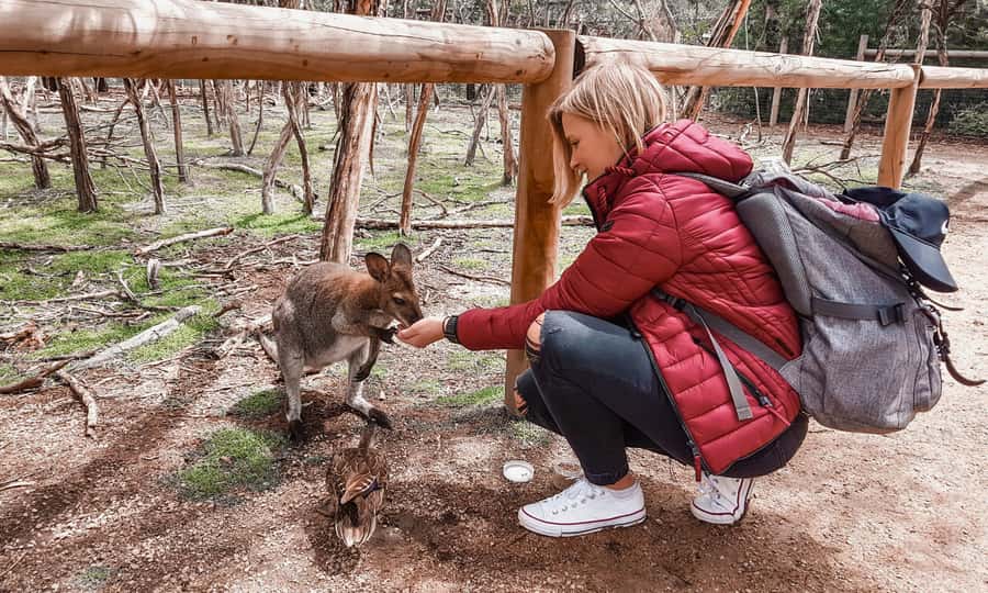 From Melbourne: Phillip Island Penguin Parade Eco Tour - The road to Phillip Island with an English-speaking guide