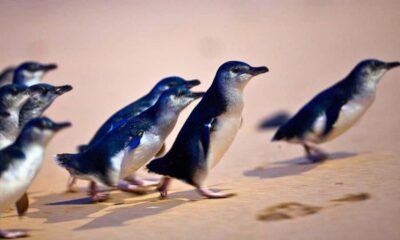 Phillip Island Penguin Parade Eco Tour