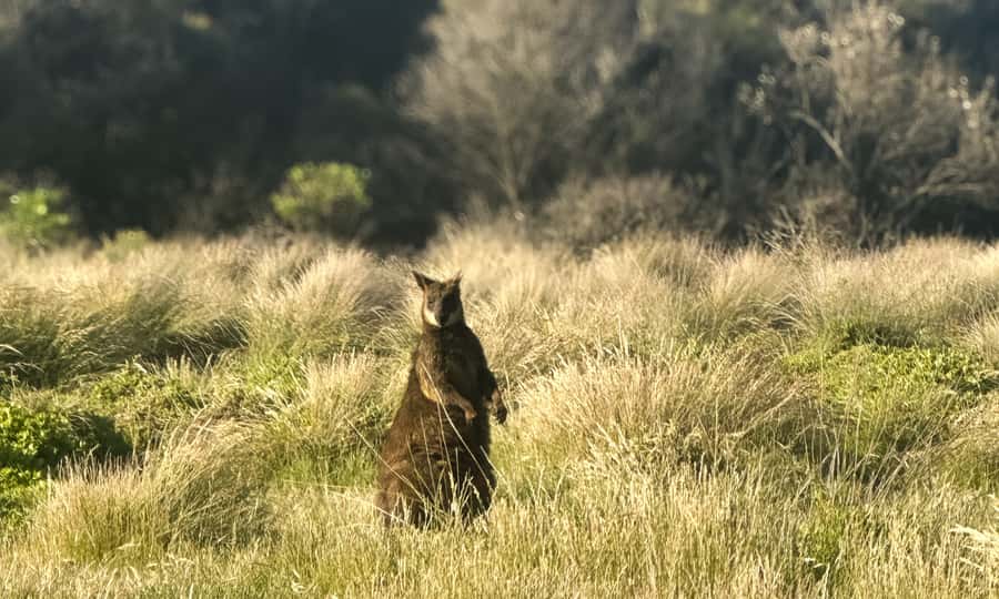 From Melbourne: Phillip Island Penguin Parade Eco Tour - The practical side of a 12-hour day