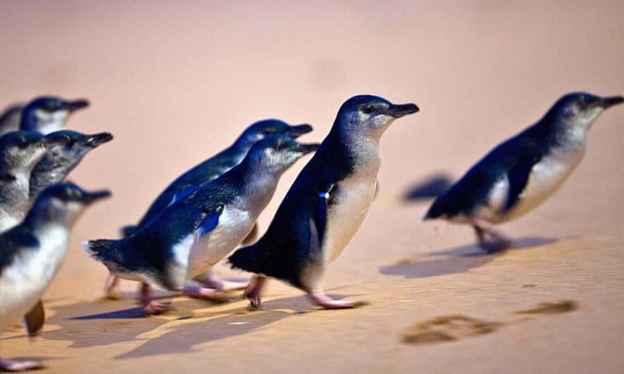 From Melbourne: Phillip Island Penguin Parade Eco Tour - Moonlit Sanctuary: your first close look at Australian wildlife