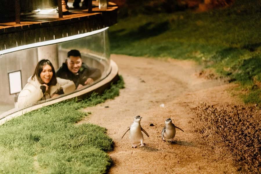 From Melbourne: Phillip Island Penguin Parade Express Tour - The long return to Melbourne