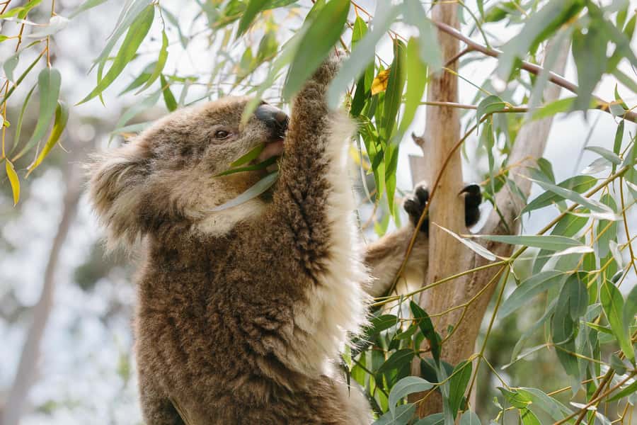 From Melbourne: Phillip Island Penguin Parade & Koalas Tour - Why the Penguin Parade is worth the long day