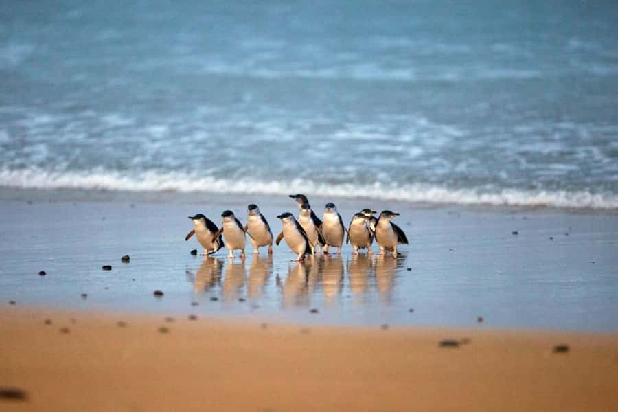 From Melbourne: Phillip Island Penguin Parade & Koalas Tour - The Koala Conservation Reserve before sunset