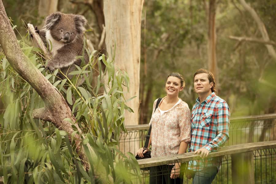 From Melbourne: Phillip Island Penguin Parade & Koalas Tour - The guide can shape the whole experience