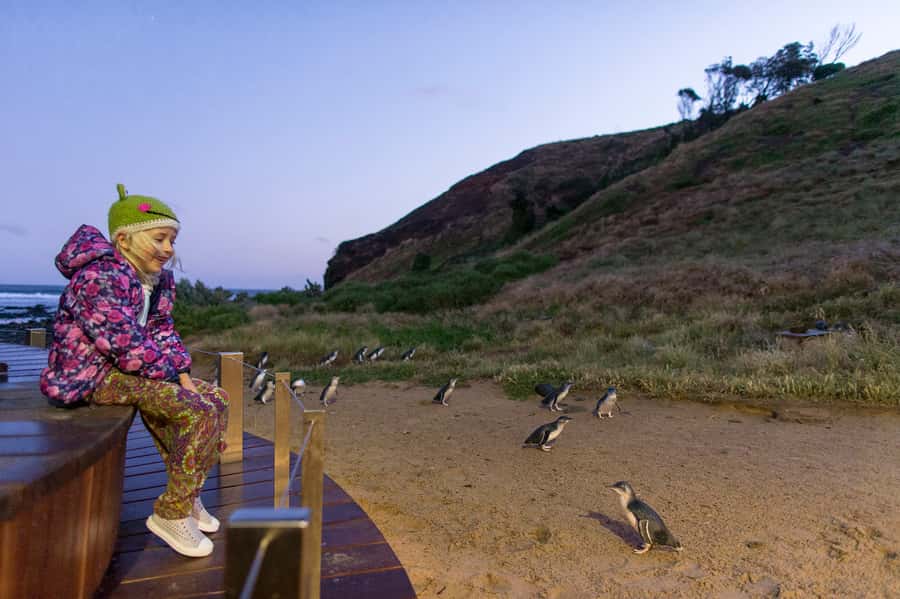 From Melbourne: Phillip Island Penguin Parade & Koalas Tour - Is $123 good value?