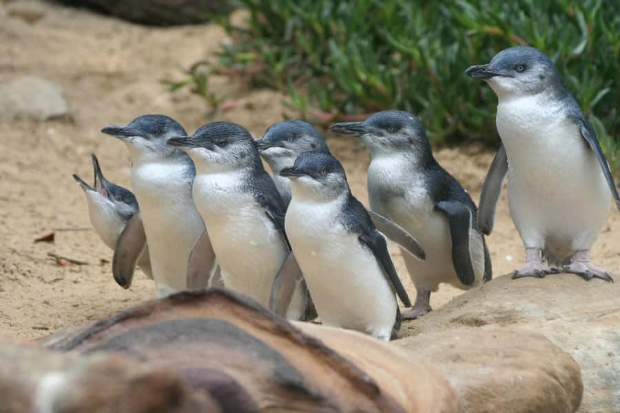 From Melbourne: Phillip Island Penguin Parade & Koalas Tour - Who will enjoy this Phillip Island day trip?