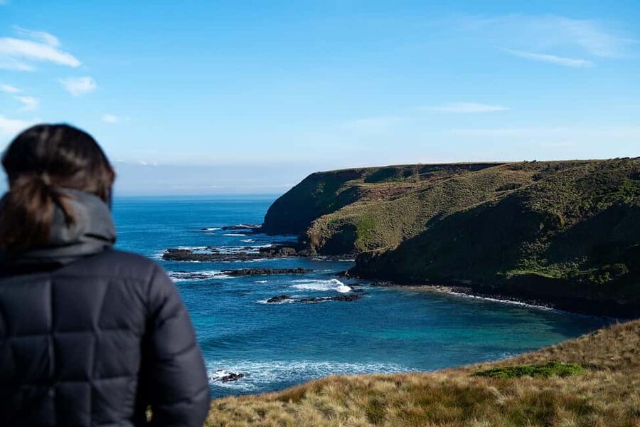 From Melbourne: Phillip Island Penguin Plus - Grandstand - Why the Penguin Parade is worth the long evening