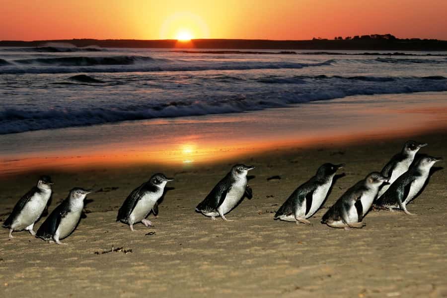 From Melbourne: Puffing Billy and Penguin Parade Combo Tour - Key points to know before booking