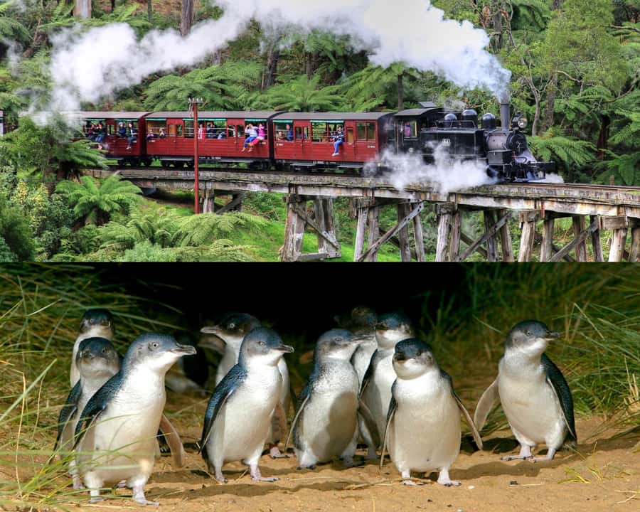 From Melbourne: Puffing Billy and Penguin Parade Combo Tour - Two Victorian icons in one long day