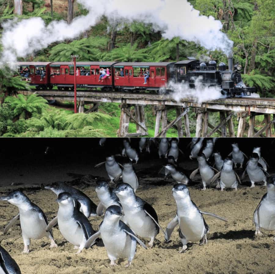 From Melbourne: Puffing Billy and Penguin Parade Combo Tour - The drive across to Phillip Island