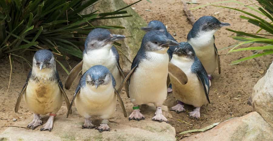 From Melbourne: Puffing Billy and Penguin Parade Combo Tour - The Nobbies and Seal Rock coast