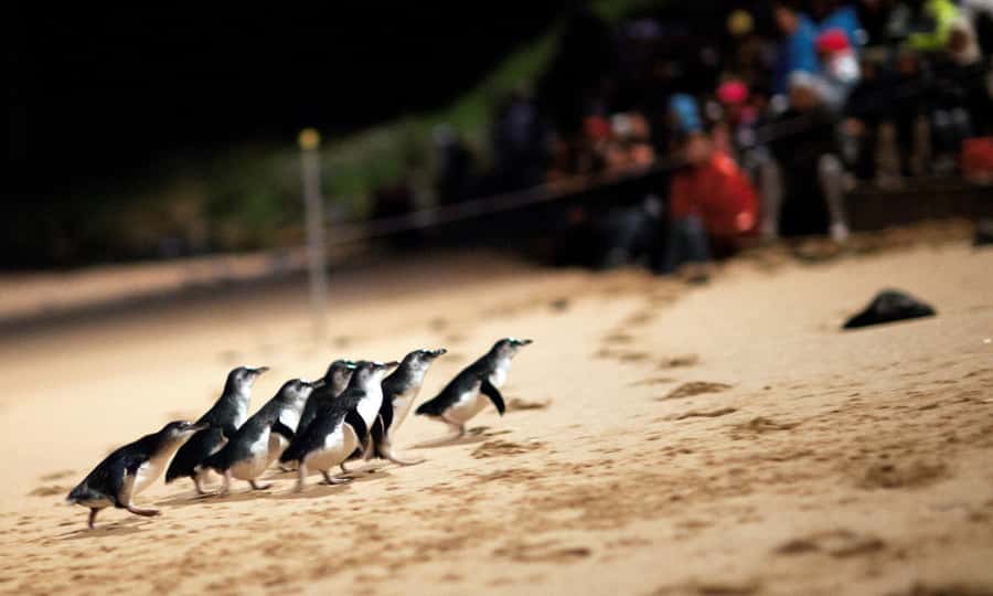 From Melbourne: Puffing Billy & Penguins Combo Tour Package - Morning pickup and the ride into the Dandenong Ranges