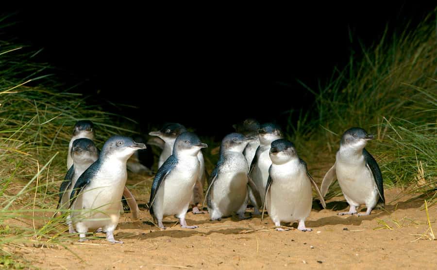 From Melbourne: Puffing Billy Train & Penguin Wildlife Tour - Who should book this experience