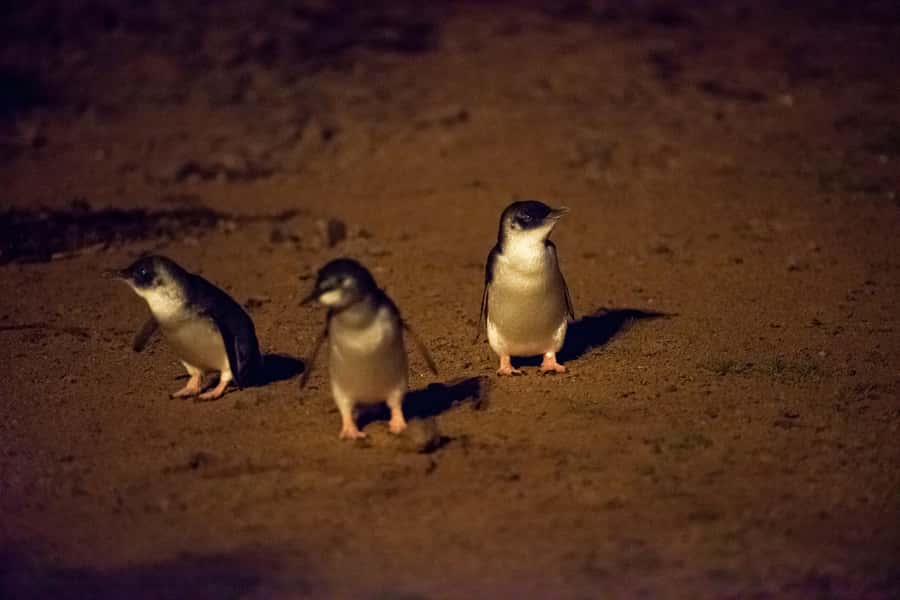 From Melbourne: Puffing Billy Train & Penguin Wildlife Tour - Practical details that improve the day