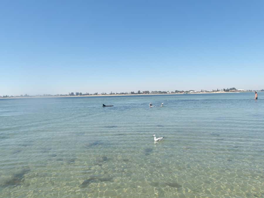 From Perth: Rockingham Seal & Penguin Islands Sea Kayak Tour - From Perth to Shoalwater Bay by 9am