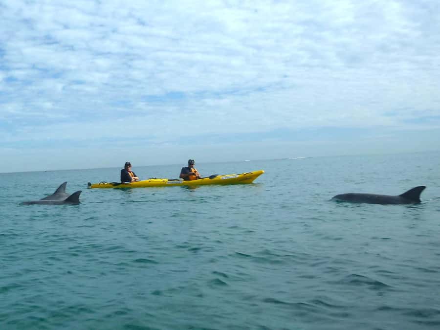 From Perth: Rockingham Seal & Penguin Islands Sea Kayak Tour - What the $140 price really covers