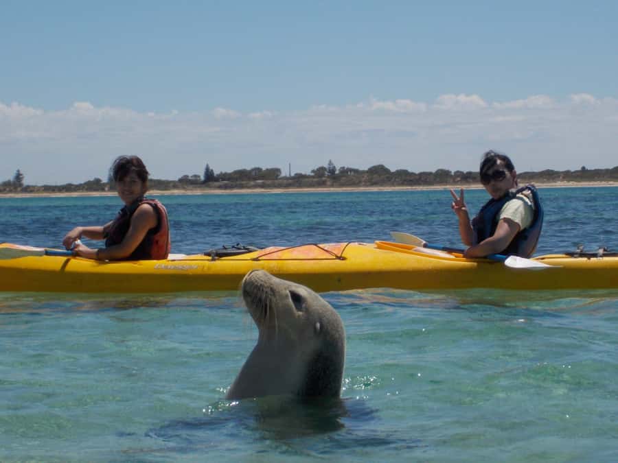 From Perth: Rockingham Seal & Penguin Islands Sea Kayak Tour - The 1-kilometer paddle to Seal Island