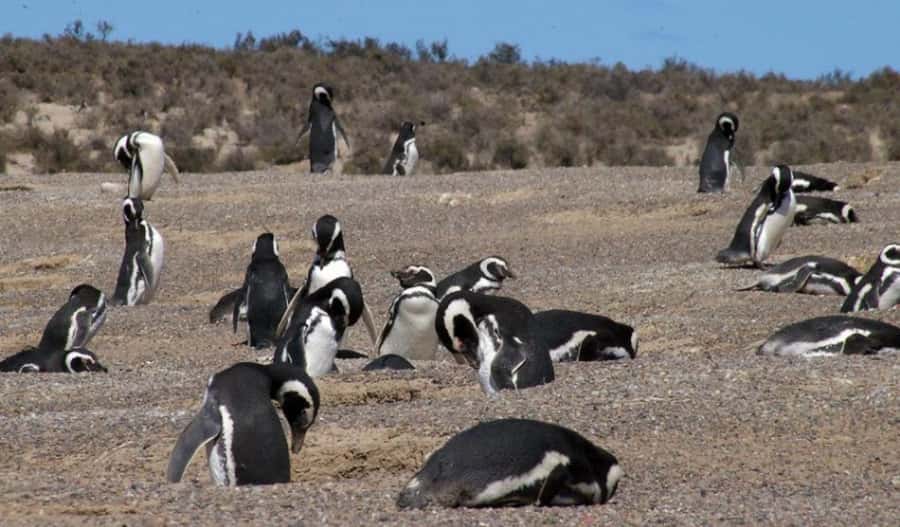 From Puerto Madryn: Penguin Tour & Península Valdés Day Trip - Who should book this Puerto Madryn day trip