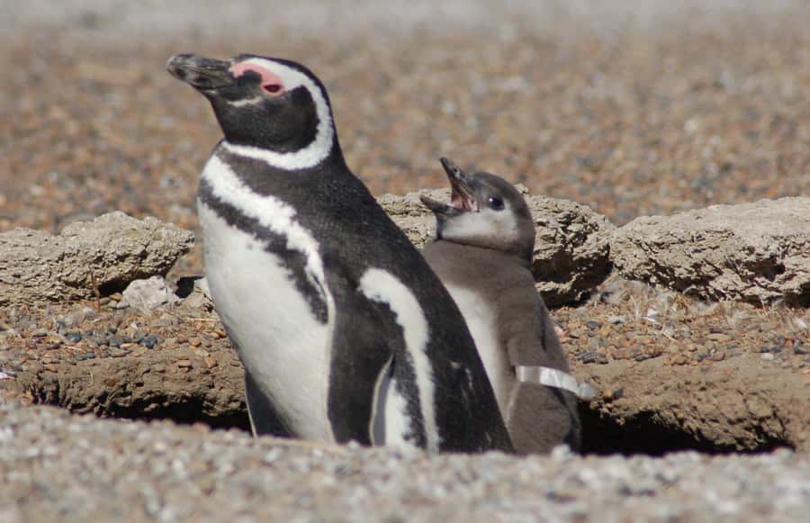 From Puerto Madryn: Penguin Tour & Península Valdés Day Trip - The early road to Península Valdés