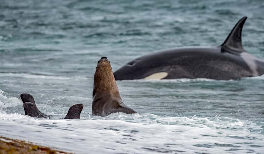 From Puerto Madryn: Penguin Tour & Península Valdés Day Trip - Lunch at a Patagonian cattle ranch