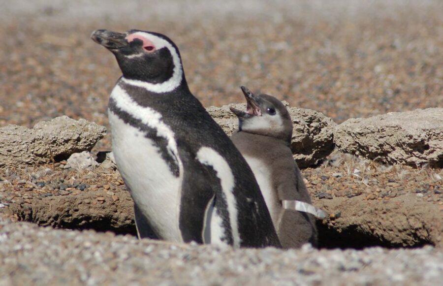 From Puerto Madryn: Penguin Tour & Península Valdés Day Trip - Punta Norte and the patience of wildlife watching