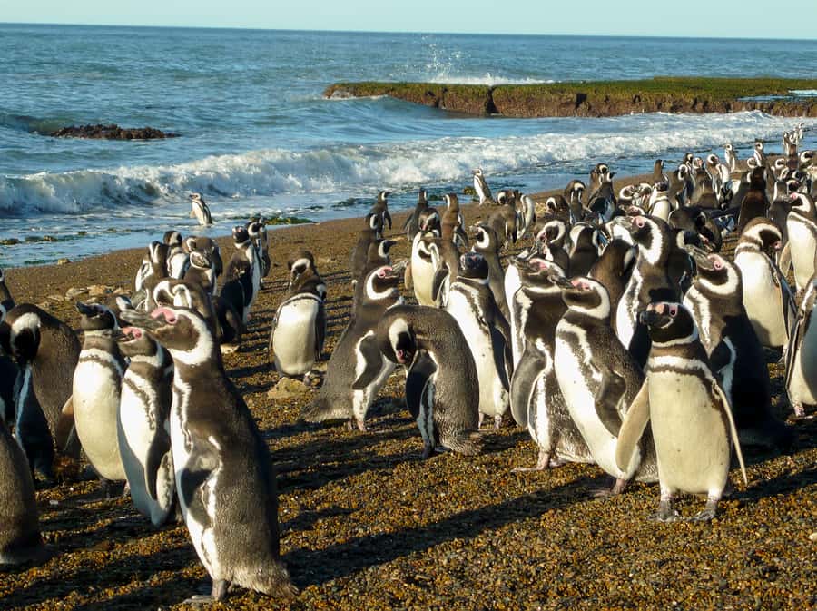 From Puerto Madryn: Penguin Tour & Península Valdés Day Trip - Wildlife along the road