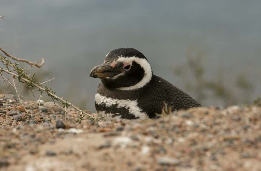 From Puerto Madryn: Penguin Tour & Península Valdés Day Trip - The Carlos Ameghino Interpretation Center