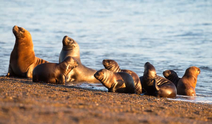 From Puerto Madryn: Penguin Tour & Península Valdés Day Trip - What the $198 price really covers