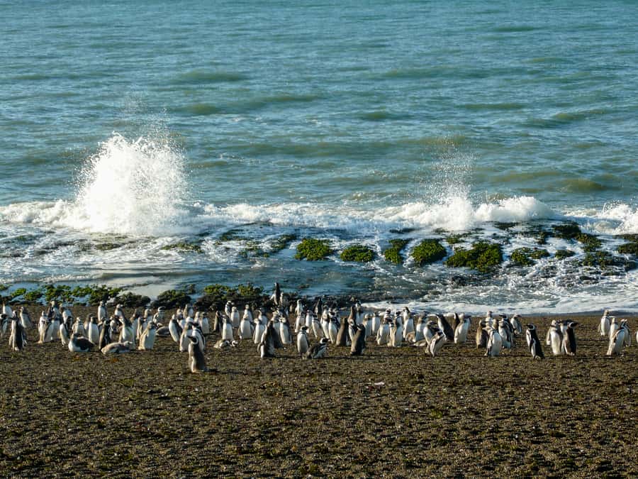 From Puerto Madryn: Penguin Tour & Península Valdés Day Trip - Group size, guides, and the pace of the day