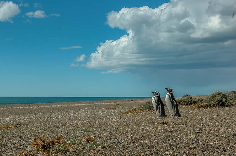 From Puerto Madryn: Penguin Tour & Península Valdés Day Trip - Puerto Pirámides and the optional whale boat