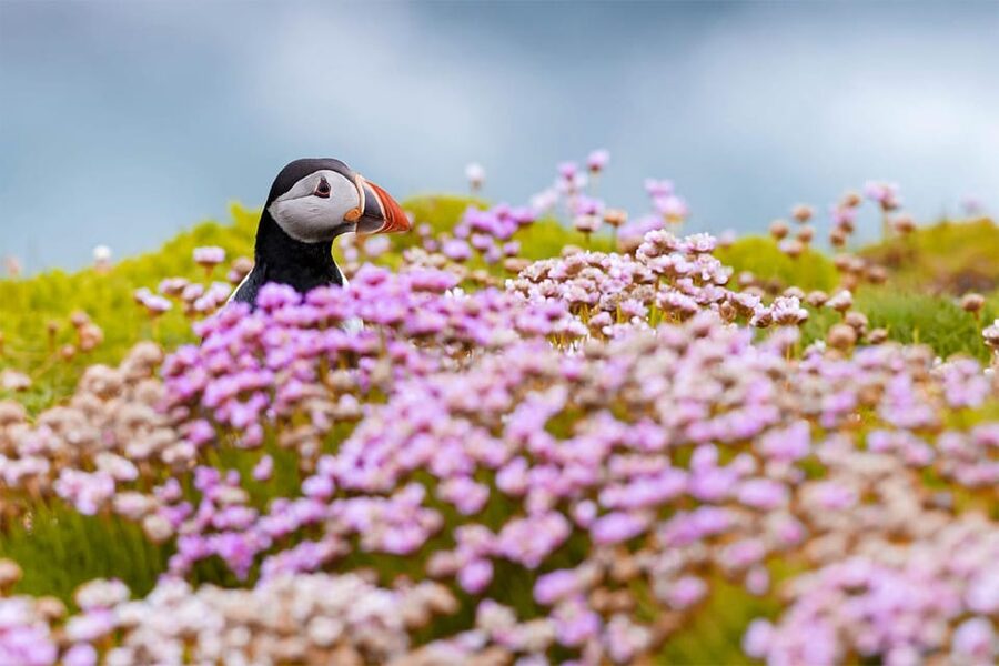 From Reykjavik: Puffin and Volcano Tour in Westman Islands - What to bring for comfort