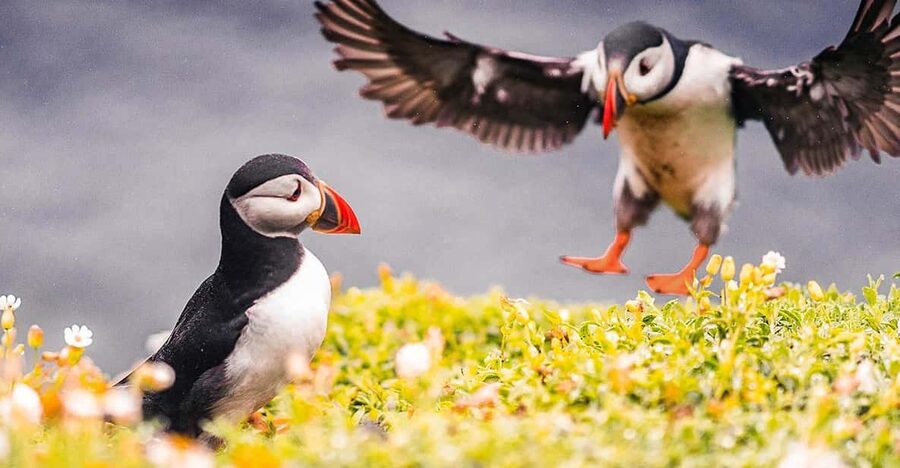 From Reykjavik: Puffin and Volcano Tour in Westman Islands - Why Vestmannaeyjar makes a special day trip