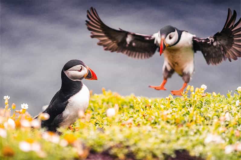 From Reykjavik: Puffin and Volcano Tour in Westman Islands - A scenic ferry ride to the volcanic islands