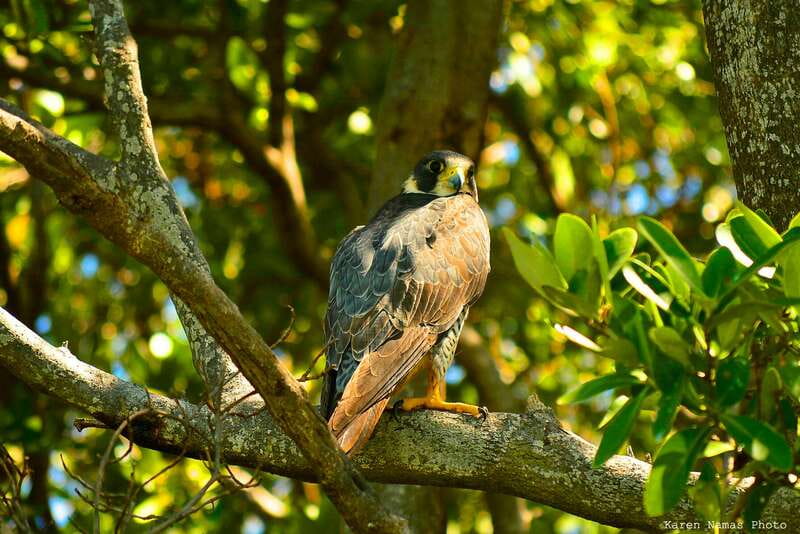 From Riviera Maya : Sian Ka'an Muyil Birdwatching with Guide - Key points at a glance