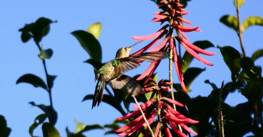 From Riviera Maya : Sian Ka'an Muyil Birdwatching with Guide - Should you book it?