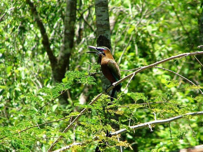 From Riviera Maya : Sian Ka'an Muyil Birdwatching with Guide - Why Muyil works so well for birdwatching