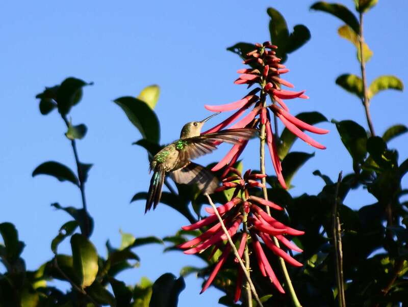 From Riviera Maya : Sian Ka'an Muyil Birdwatching with Guide - The guides are a major part of the value