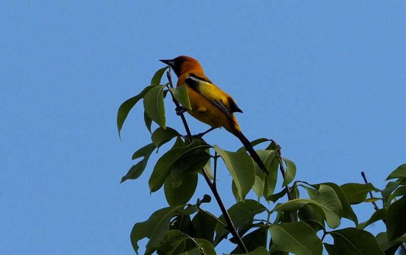 From Riviera Maya : Sian Ka'an Muyil Birdwatching with Guide - Getting to Muyil and the extra pickup cost