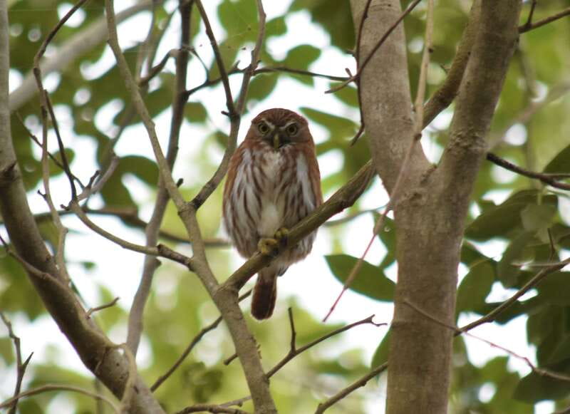 From Riviera Maya : Sian Ka'an Muyil Birdwatching with Guide - Who should book this Muyil experience?