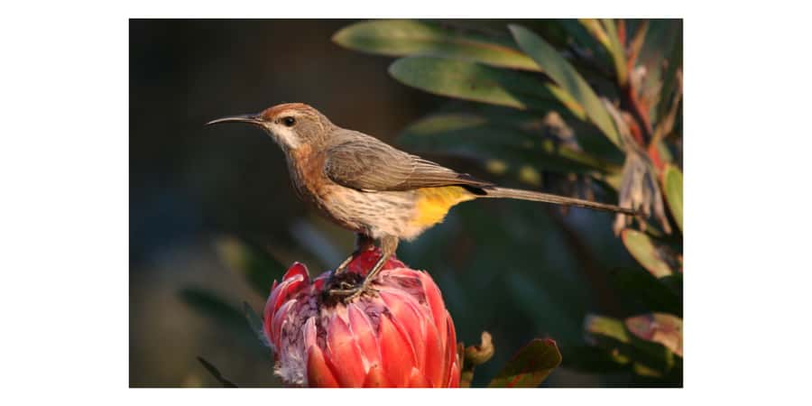 From Underberg: Sani Pass Birding Tour with Birding Guide - Alpine scrubland, wetlands, and high-country birds