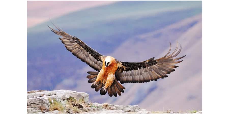 From Underberg: Sani Pass Birding Tour with Birding Guide - Montane grasslands and the first bird searches