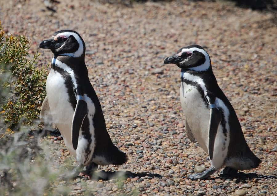 From Ushuaia: Penguin Watching Tour by Catamaran - Sailing out from Ushuaia into the Beagle Channel