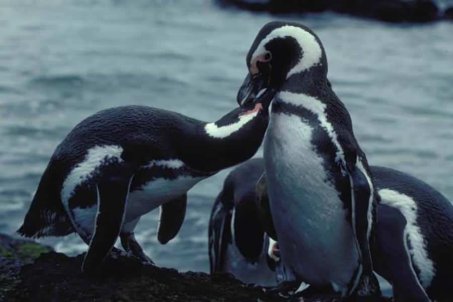 From Ushuaia: Penguin Watching Tour by Catamaran - Sea lions at Isla de los Lobos